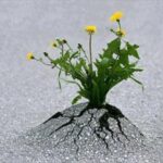 نقش اراده در پیشرفت انسان