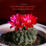 اعتقاد به قدرت الهی