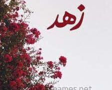 فواید و اثار زهد